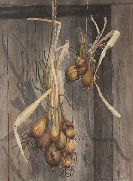 Watercolor by Louis Kollmeyer titled “Winter Onions”, 21.5 × 29 inches